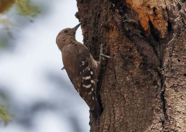 Saudiarabien 1 9 Maj 2024 Avifauna   Arabian Woodpecker Dendrocoptes Dorae Al Sirhan MG 9283 1 630x450 