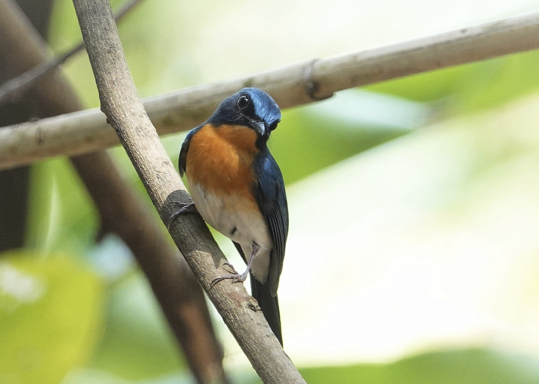  Foto zu Thailand 20 januari-3 februari 2026 • Avifauna 